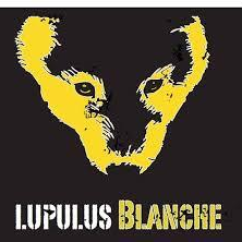lupulus blanche.jpg