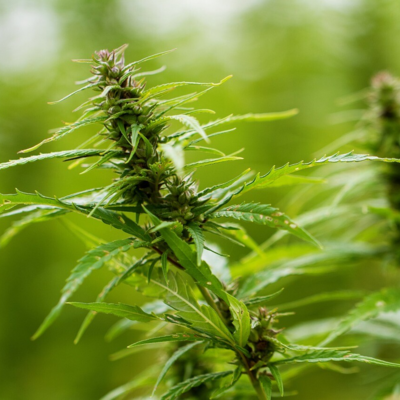 CANNABIS.jpg